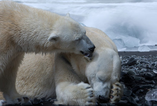 Two polar bears huddled on the ice.