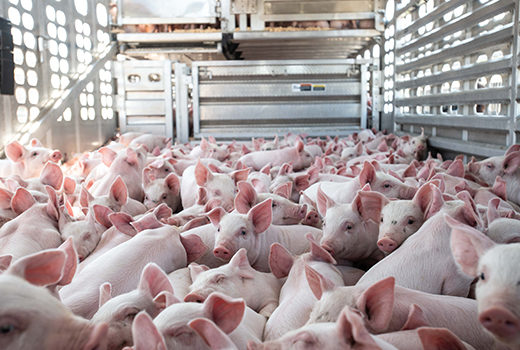 6000 pigs in transport at the beginning of an 8-hour drive.