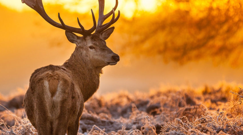Single tule elk stands majestically against an orange sky